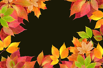 Image showing autumn leaves