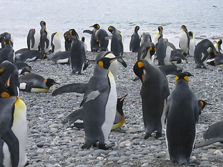 Image showing antarctic penguins