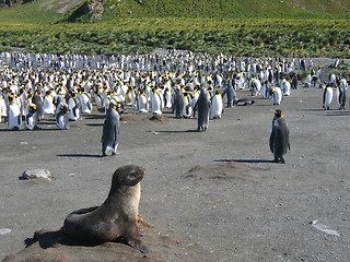 Image showing seal and penguins