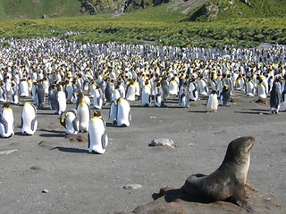 Image showing seal and penguins