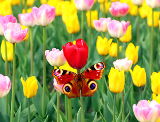 Image showing spring tulips