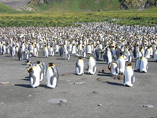 Image showing antarctic penguins