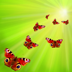 Image showing group of butterflies flying to the sun