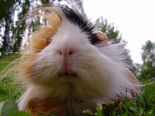 Image showing Guinea-pig