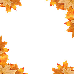 Image showing frame maple leaves