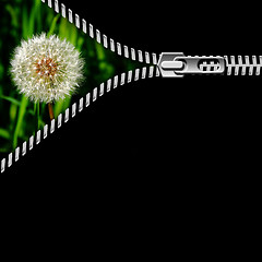 Image showing dandelion in the grass and zipper