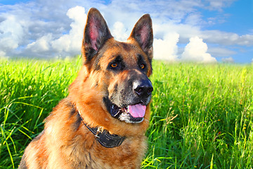 Image showing German shepherd