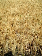 Image showing cornfield