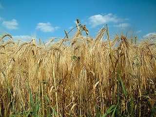 Image showing cornfield