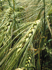 Image showing grain