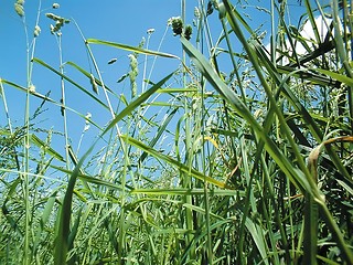 Image showing gras