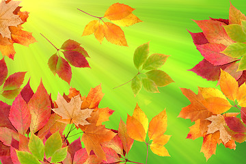 Image showing autumn leaves