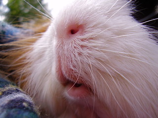 Image showing Guinea-pig