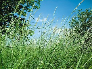 Image showing gras