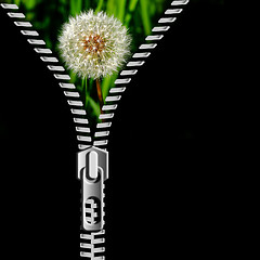 Image showing dandelion in the grass and zipper