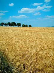 Image showing cornfield