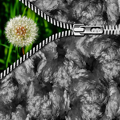 Image showing dandelion in the grass and zipper