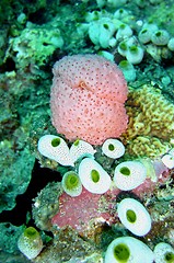 Image showing coral life