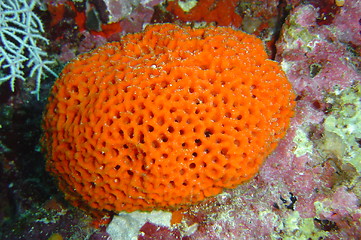 Image showing coral life