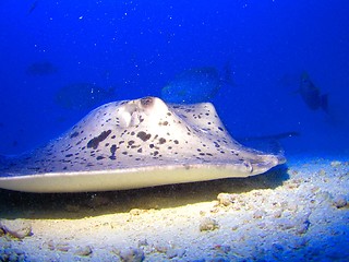 Image showing under water