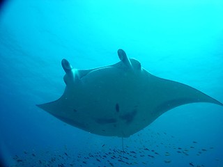 Image showing manta