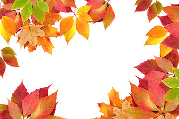 Image showing autumn leaves