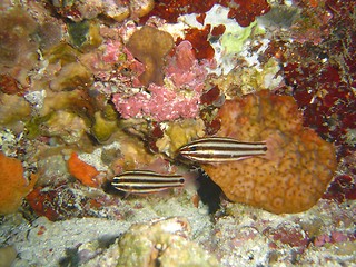 Image showing coral life