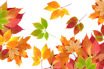 Image showing autumn leaves