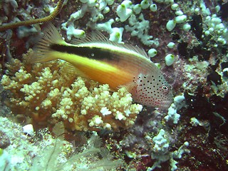 Image showing coral life