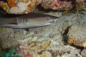 Image showing coral life