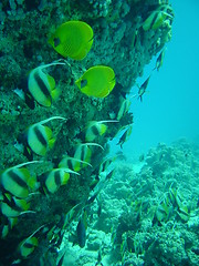 Image showing coral life