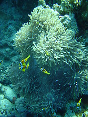 Image showing coral life