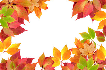 Image showing autumn leaves