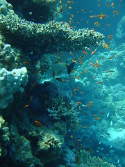 Image showing coral life