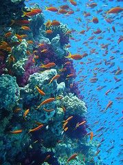 Image showing coral life