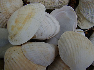 Image showing shells