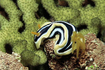 Image showing under water