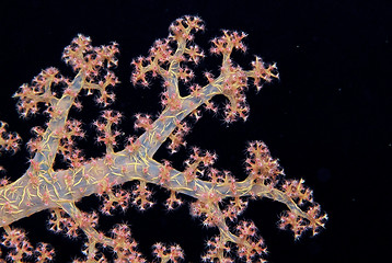 Image showing coral life