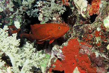 Image showing coral life