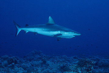 Image showing riff shark