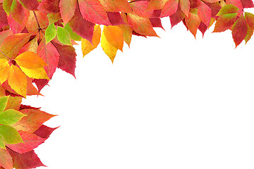 Image showing autumn leaves