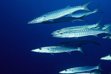 Image showing barracuda