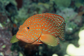 Image showing under water