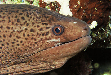 Image showing moray