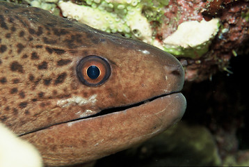 Image showing moray