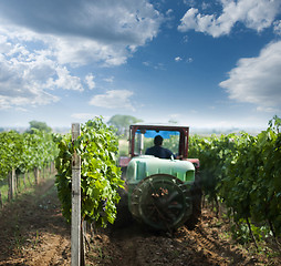 Image showing Tractor spraying vineyards with chemicals