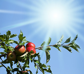 Image showing Apples lited by the sun