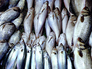 Image showing Bunch of sea fish