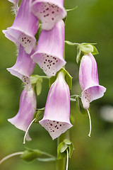 Image showing Flowers pink digitalis (Digitalis purpurea), a close up