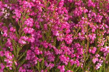 Image showing Flowers of a heather, close up